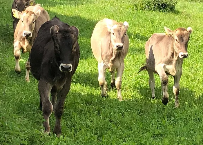 Pranger Hof トリンス